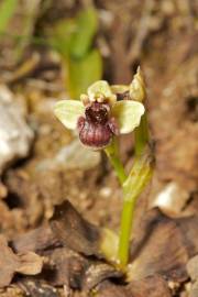 Fotografia da espécie Ophrys bombyliflora