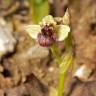 Fotografia 6 da espécie Ophrys bombyliflora do Jardim Botânico UTAD