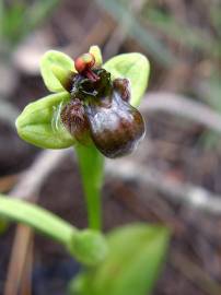 Fotografia da espécie Ophrys bombyliflora