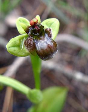 Fotografia 7 da espécie Ophrys bombyliflora no Jardim Botânico UTAD