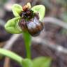 Fotografia 7 da espécie Ophrys bombyliflora do Jardim Botânico UTAD