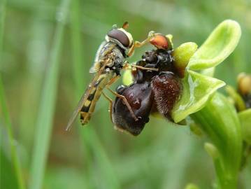 Fotografia da espécie Ophrys bombyliflora