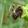 Fotografia 8 da espécie Ophrys bombyliflora do Jardim Botânico UTAD