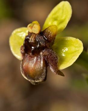 Fotografia 9 da espécie Ophrys bombyliflora no Jardim Botânico UTAD