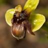 Fotografia 9 da espécie Ophrys bombyliflora do Jardim Botânico UTAD