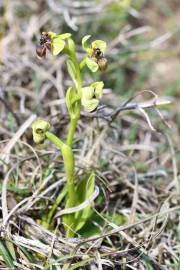Fotografia da espécie Ophrys bombyliflora
