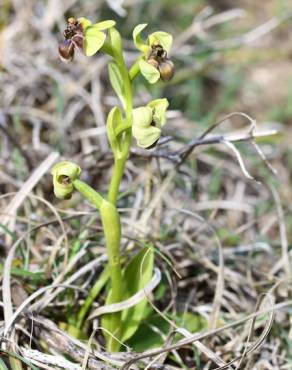 Fotografia 10 da espécie Ophrys bombyliflora no Jardim Botânico UTAD