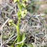 Fotografia 10 da espécie Ophrys bombyliflora do Jardim Botânico UTAD