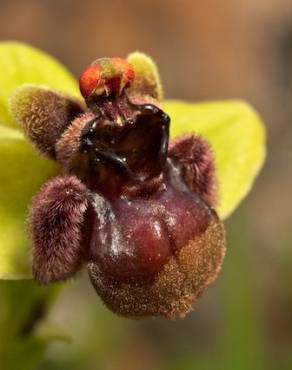 Fotografia 11 da espécie Ophrys bombyliflora no Jardim Botânico UTAD