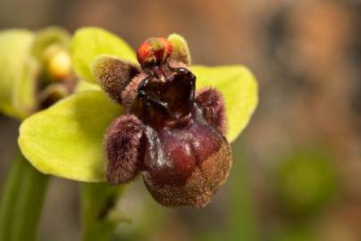 Fotografia da espécie Ophrys bombyliflora