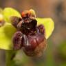 Fotografia 11 da espécie Ophrys bombyliflora do Jardim Botânico UTAD
