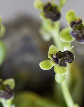 Fotografia 12 da espécie Ophrys bombyliflora no Jardim Botânico UTAD