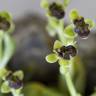Fotografia 12 da espécie Ophrys bombyliflora do Jardim Botânico UTAD