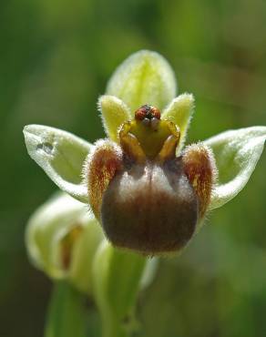 Fotografia 13 da espécie Ophrys bombyliflora no Jardim Botânico UTAD