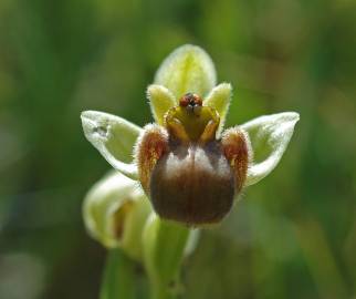 Fotografia da espécie Ophrys bombyliflora