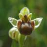Fotografia 13 da espécie Ophrys bombyliflora do Jardim Botânico UTAD