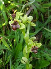 Fotografia da espécie Ophrys bombyliflora