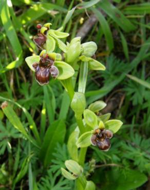 Fotografia 14 da espécie Ophrys bombyliflora no Jardim Botânico UTAD