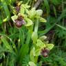 Fotografia 14 da espécie Ophrys bombyliflora do Jardim Botânico UTAD