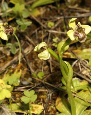 Fotografia 15 da espécie Ophrys bombyliflora no Jardim Botânico UTAD