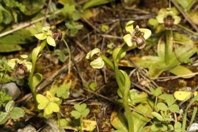 Fotografia da espécie Ophrys bombyliflora