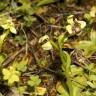 Fotografia 15 da espécie Ophrys bombyliflora do Jardim Botânico UTAD