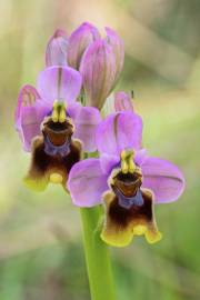 Fotografia da espécie Ophrys tenthredinifera