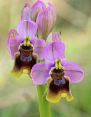 Ophrys tenthredinifera