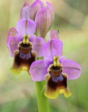 Fotografia 1 da espécie Ophrys tenthredinifera no Jardim Botânico UTAD