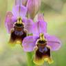 Fotografia 1 da espécie Ophrys tenthredinifera do Jardim Botânico UTAD