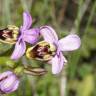 Fotografia 2 da espécie Ophrys tenthredinifera do Jardim Botânico UTAD