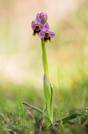 Fotografia da espécie Ophrys tenthredinifera