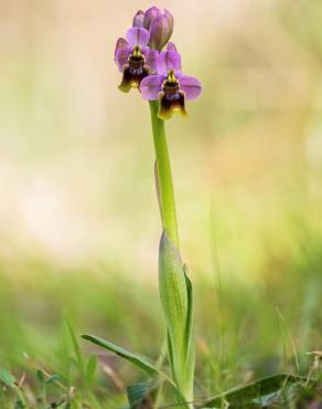 Fotografia 3 da espécie Ophrys tenthredinifera no Jardim Botânico UTAD