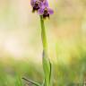 Fotografia 3 da espécie Ophrys tenthredinifera do Jardim Botânico UTAD