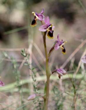 Fotografia 4 da espécie Ophrys tenthredinifera no Jardim Botânico UTAD