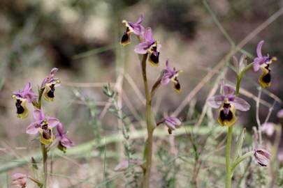 Fotografia da espécie Ophrys tenthredinifera