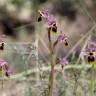 Fotografia 4 da espécie Ophrys tenthredinifera do Jardim Botânico UTAD