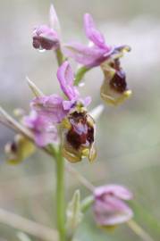 Fotografia da espécie Ophrys tenthredinifera