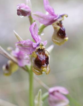 Fotografia 5 da espécie Ophrys tenthredinifera no Jardim Botânico UTAD