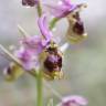 Fotografia 5 da espécie Ophrys tenthredinifera do Jardim Botânico UTAD