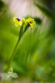 Fotografia da espécie Ophrys lutea