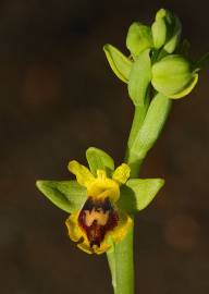 Fotografia da espécie Ophrys lutea