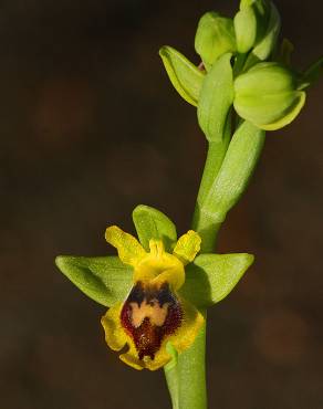 Fotografia 3 da espécie Ophrys lutea no Jardim Botânico UTAD
