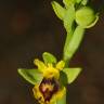 Fotografia 3 da espécie Ophrys lutea do Jardim Botânico UTAD