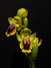 Fotografia da espécie Ophrys lutea