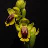 Fotografia 4 da espécie Ophrys lutea do Jardim Botânico UTAD