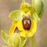 Fotografia 5 da espécie Ophrys lutea do Jardim Botânico UTAD
