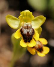 Fotografia da espécie Ophrys lutea