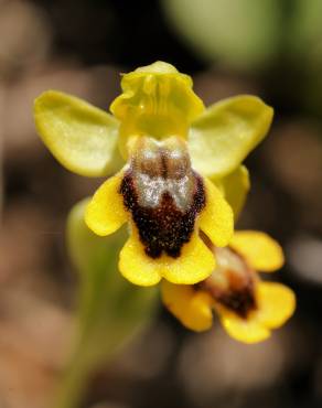 Fotografia 1 da espécie Ophrys lutea no Jardim Botânico UTAD