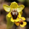 Fotografia 1 da espécie Ophrys lutea do Jardim Botânico UTAD